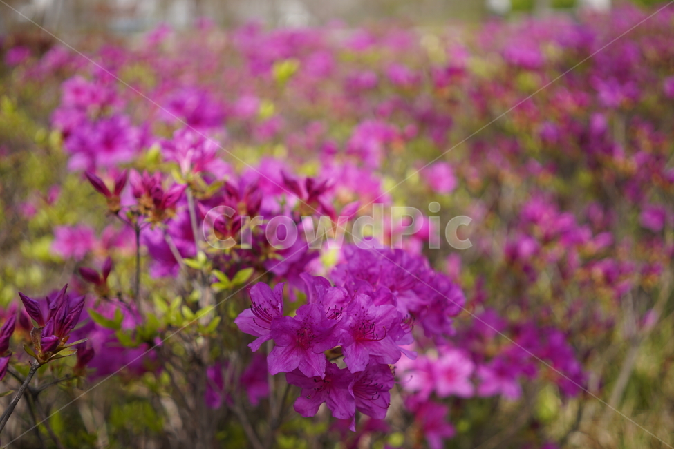꽃,화단,보라색꽃,보라색철쭉,철쭉,봄꽃