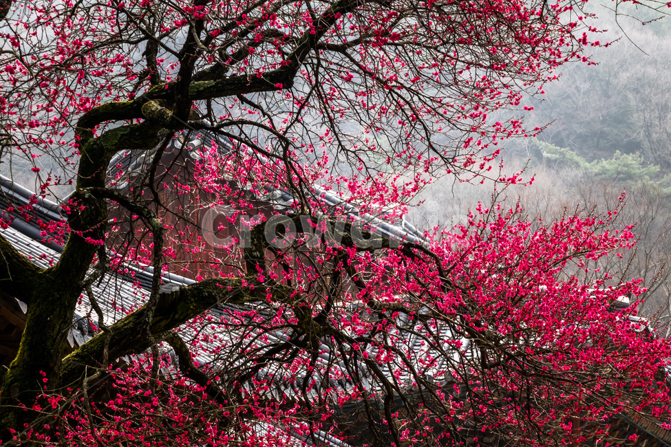 화엄사,매화,봄,구례,사찰,봄,계절,spring,season,한국전통,한국문화,korean traditional,korean culture,식물,자연,plants,nature,나무,trees,wood,종교,신앙,religion,belief,faith,plant