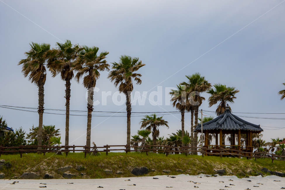 야자,나무,야자나무,제주,제주도,모래,바다,백사장,제주도,jeju,jeju island,summer,여름,palm tree,야자수,arecaceae,Arecaceae,tree,plant,식물