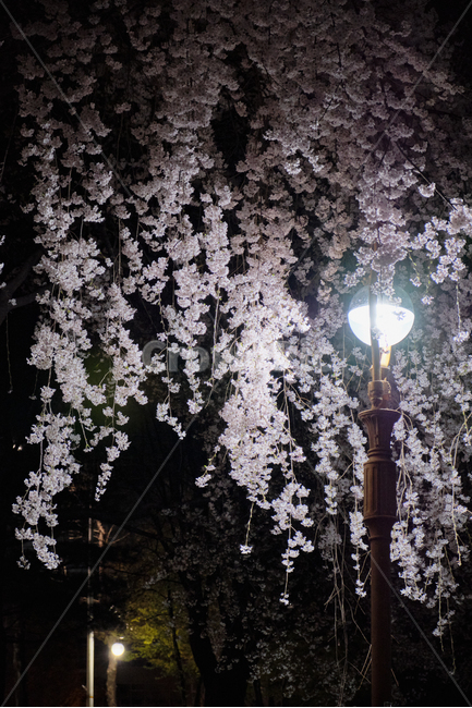 수양벚꽃,벚꽃,cherryblossoms,blossom,plant,식물,야경,nightview,flower,꽃,봄,Spring