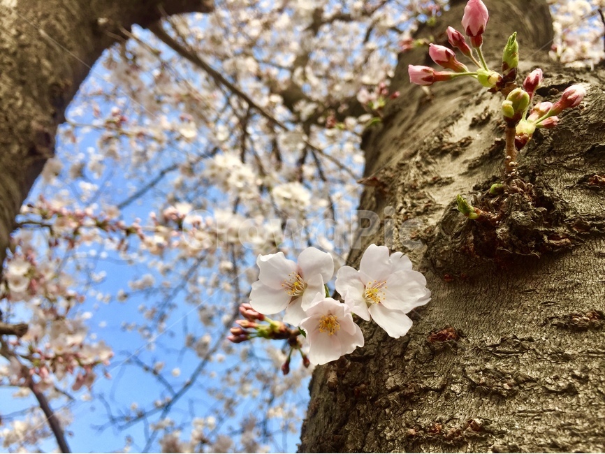 봄,봄꽃,벚꽃,꽃놀이,벚나무,봄,계절,spring,season,식물,자연,plants,nature,꽃,flower,plant,blossom