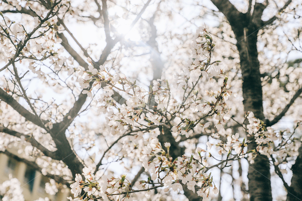 자연,식물,꽃,벚꽃,봄,아름다운,flower,벚나무,tree,봄,계절,spring,season,식물,자연,plants,nature,꽃,flower,plant