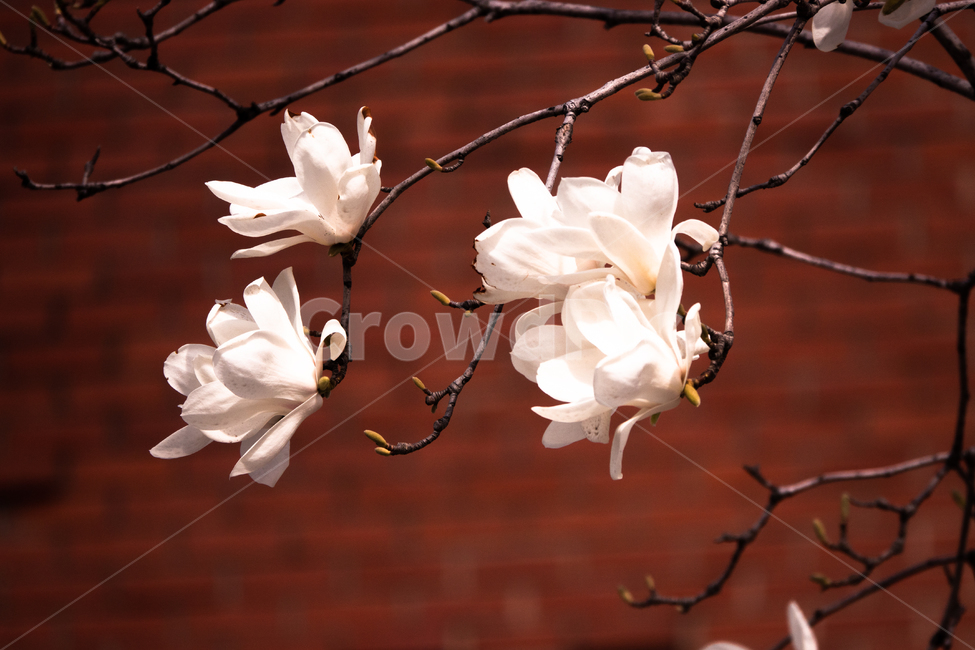 봄꽃,흰꽃,목련,꽃나무,꽃,식물,자연,plants,nature,꽃,flower