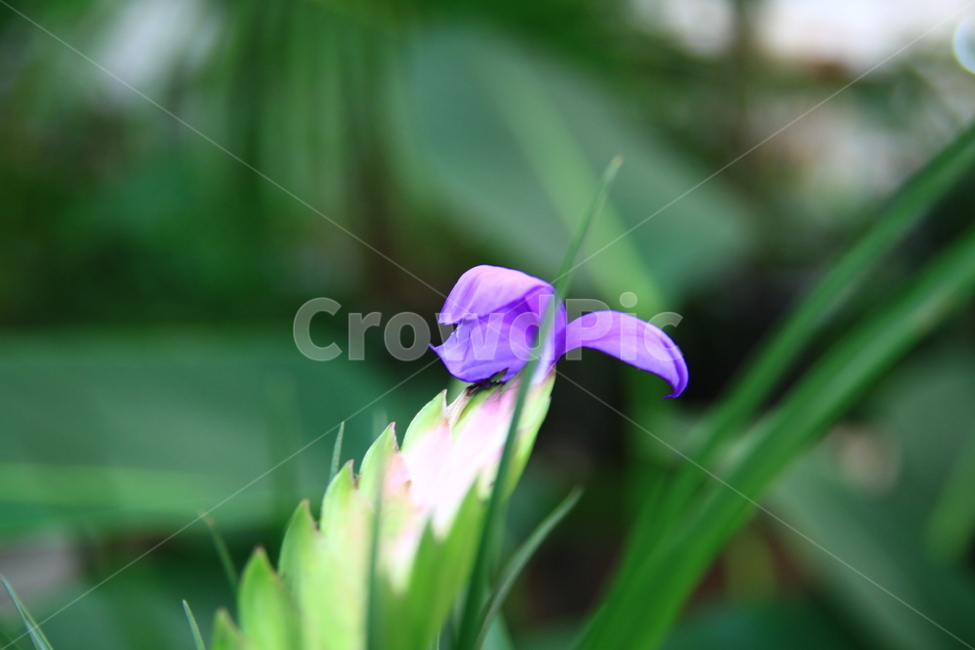 plant,식물,blossom,꽃,flower,화분,식물,자연,plants,nature,꽃,flower