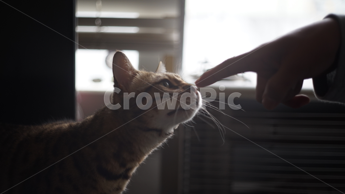 고양이,동물,교감,손가락,함께,냄새,동물,animal,포유류,mammal,고양이,cat,kitten,kitty,감성,sensible,feeling