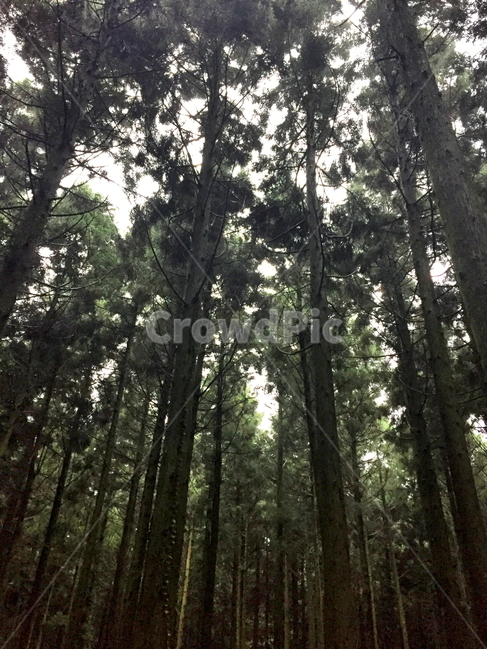 숲,비자림,나무,사철나무,상록수,식물,자연,plants,nature,나무,trees,wood