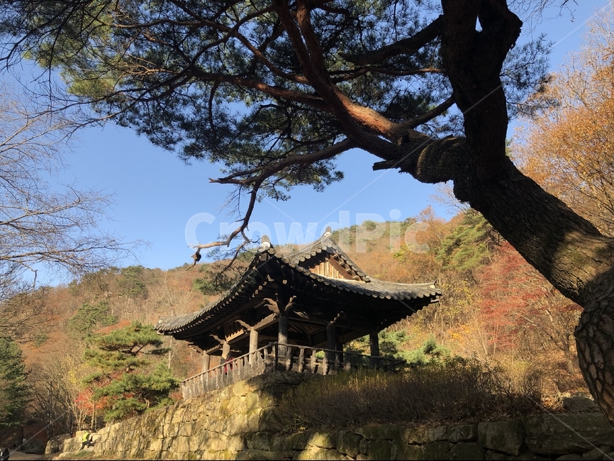한국,자연,풍경,나무,가을,natural,korea,가을,계절,fall,autumn,season,자연,풍경,nature,landscape,한국자연풍경,한국자연경관,korea nature landscape,한국전통,한국문화,korean traditional,korean culture,tree,plant,식물