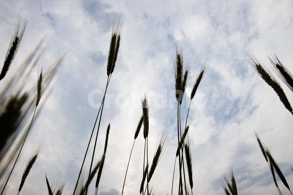 하늘보리,하늘,보리밭,보리,구름,식물,자연,plants,nature