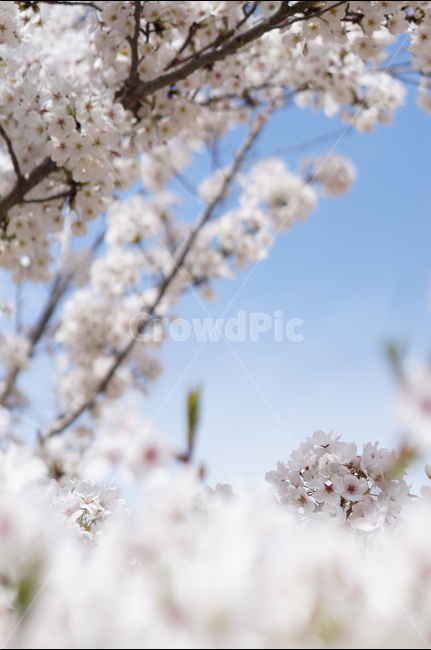 벗꽃,흰구름,4월,파랑하늘,하늘하늘,맑음,봄,계절,spring,season,식물,자연,plants,nature,꽃,flower,plant,cherry blossom,벚꽃,blossom