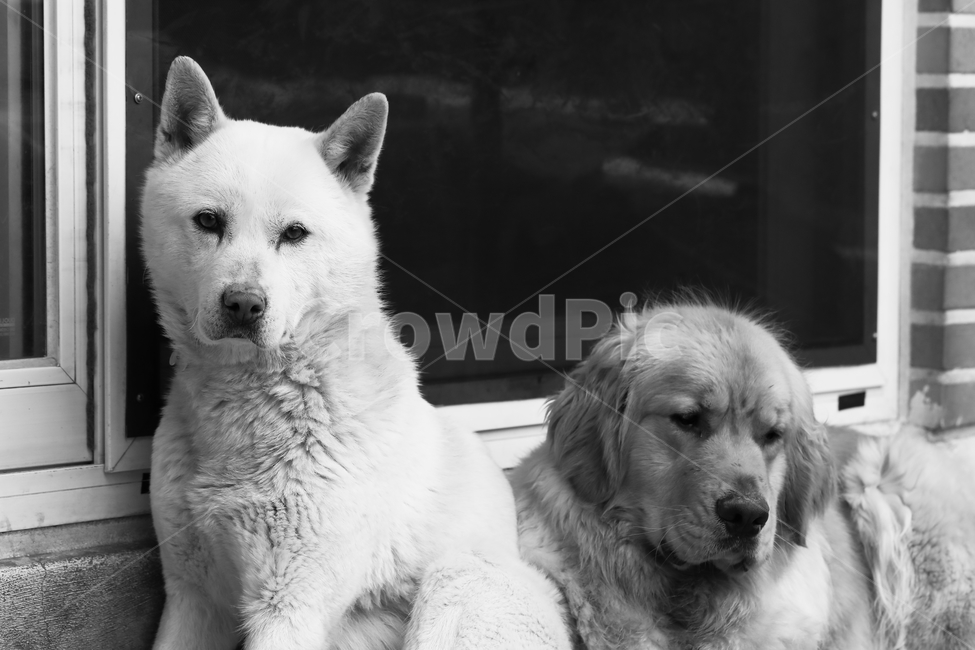 동물,믹스,골든리트리버,개,일상,animal,집,dog,흑백,모노크롬,동물,animal,포유류,mammal,개,강아지,dog,doggy,흑백,모노톤,monochrome,black and white