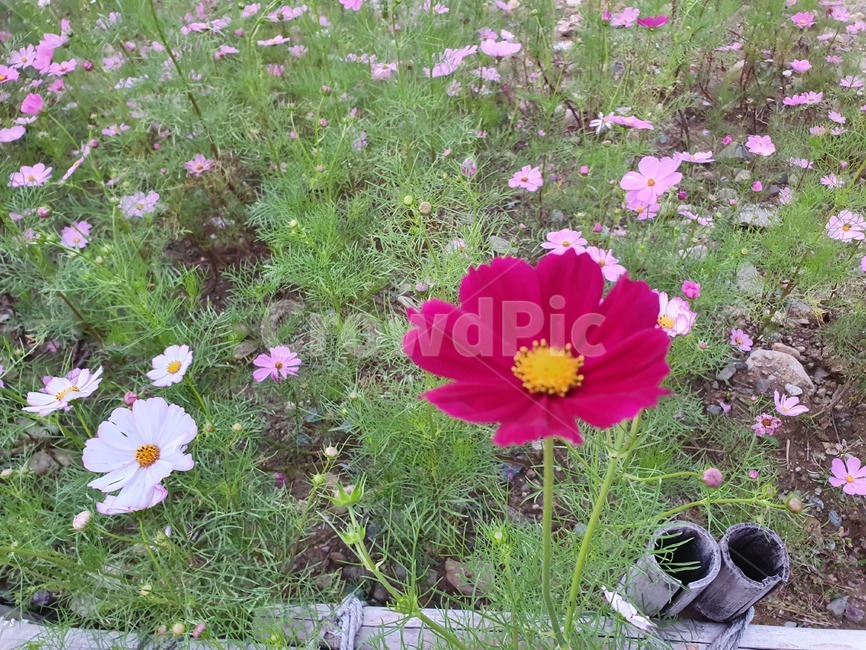 코스모스,들꽃,가을꽃,자연,꽃,flower,식물,자연,plants,nature,꽃,flower