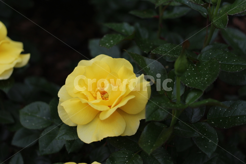 장미,rose,꽃,식물,플라워,flower,축제,향기,꽃향기,봄,계절,spring,season,식물,자연,plants,nature,꽃,flower,plant,blossom