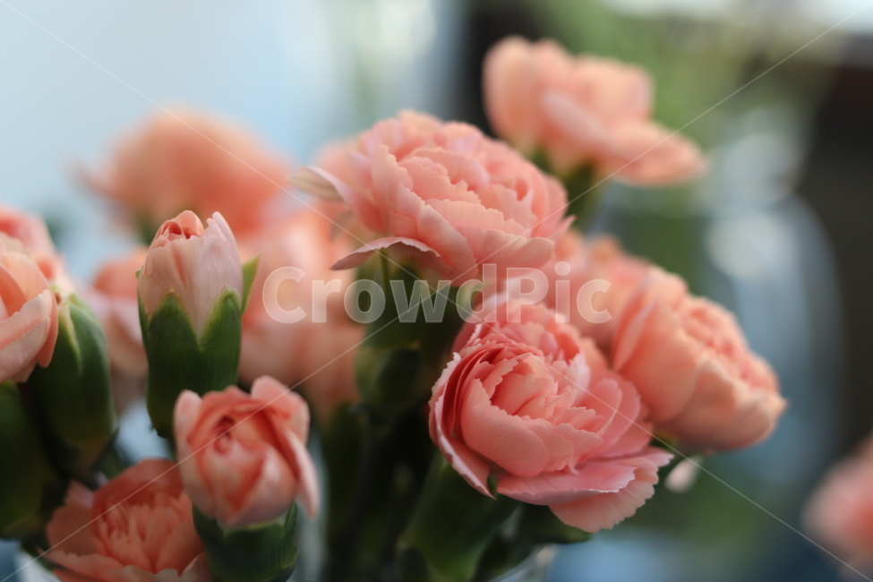 식물,blossom,꽃,flower,plant