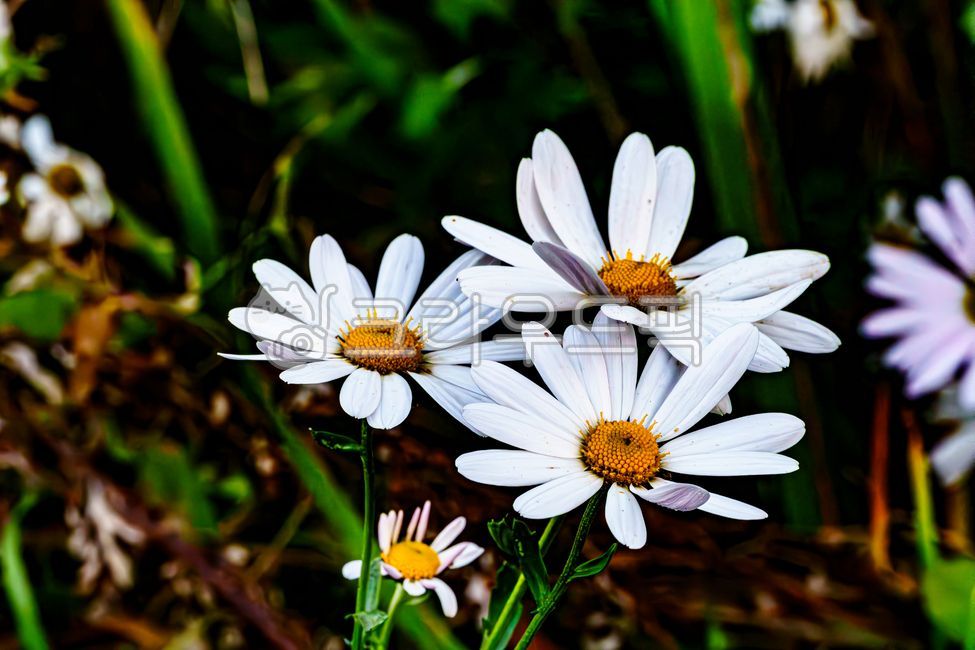 가을꽃,구절초,들국화,플라워,flower,식물,자연,koreanchrysanthemum,토종꽃