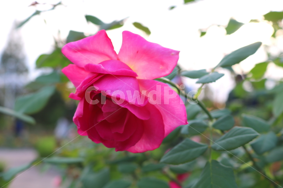 장미,장미꽃,꽃,식물,자연,핑크피스,분홍꽃,관상용,식물,자연,plants,nature,꽃,flower