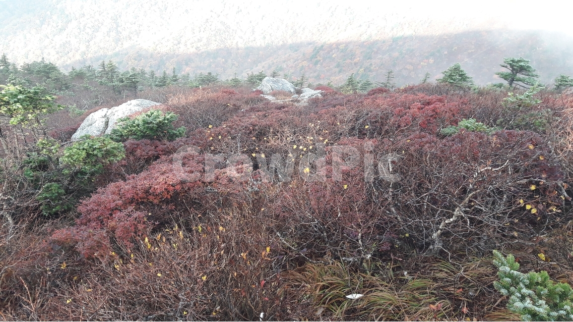 설악산,한국의산,설악산국립공원,공룡능선,천불동계곡,한국의가을,단풍,구름,한국의산하,아름다운산,바위,암봉,가을,계절,fall,autumn,season,자연,풍경,nature,landscape,한국자연풍경,한국자연경관,korea nature landscape,tree,나무,plant,식물,outdoors,옥외,land,땅