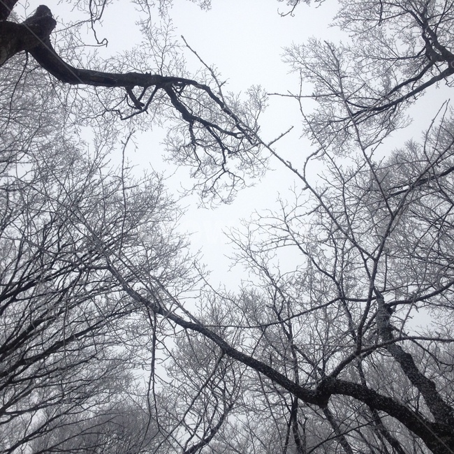 계절,풍경,숲,한라산,season,tree,winter,겨울숲