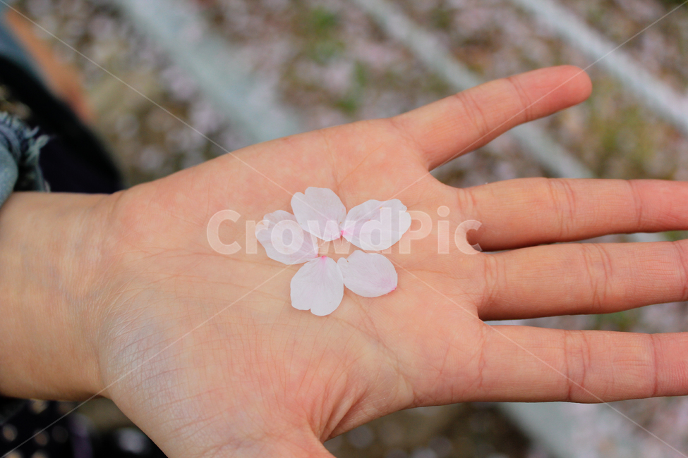 벚꽃,꽃잎,손바닥,봄,꽃,낙화,사람,spring,palm,flower