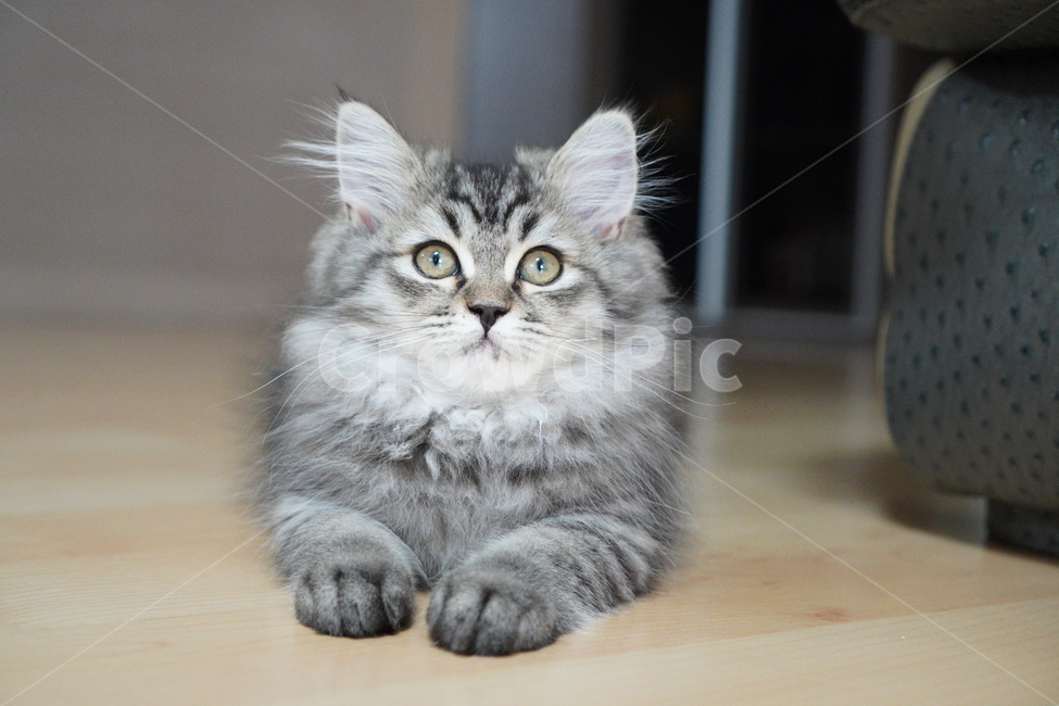 고양이,아기고양이,어린고양이,페르시안,페르시안고양이,반려묘,냥이