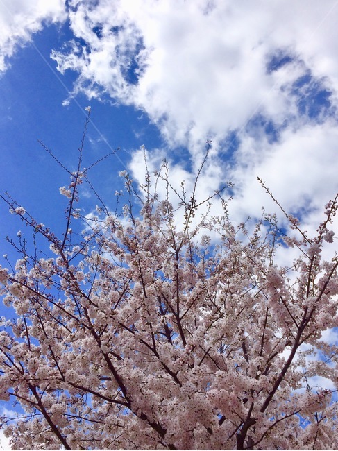 봄,벚꽃,하늘,분홍,축제,맑음,나무,봄,계절,spring,season,plant,식물