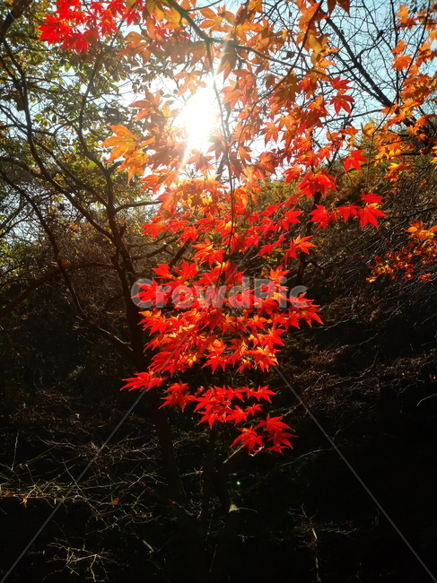 단풍,단풍잎,단풍나무,가을,leaf,잎,plant,식물,tree,나무,계절,fallautumnseason,outdoors,옥외,자연풍경,naturelandscape,가을,계절,fall,autumn,season,식물,자연,plants,nature