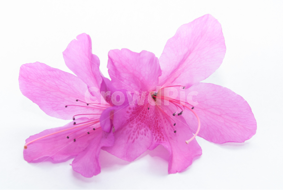 산철쭉,철쭉,누끼,배경,봄,꽃,생화,식물,조경,핑크,분홍,spring,season,flowe,자연,향기,아름다운,화사한,봄꽃,꽃잎,스튜디오,봄,계절,spring,season,식물,자연,plants,nature,꽃,flower,누끼,remove background,blossom,geranium,제라늄,plant