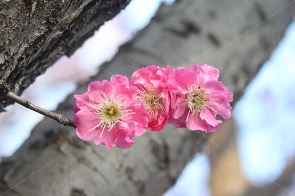매화,홍매화,봄의꽃,3윌꽃,꽃,봄,계절,spring,season,식물,자연,plants,nature,꽃,flower,plant,blossom,geranium,제라늄