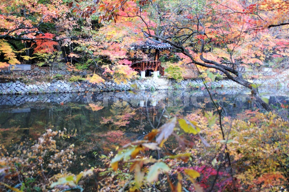 가을,단풍,나무,자연,식물,안개,저수지,감성,autumn,nature,season,emotion,풍경,자연풍경,산속,trees,정자,가을,계절,fall,autumn,season,plant,outdoors,옥외,tree,water,물
