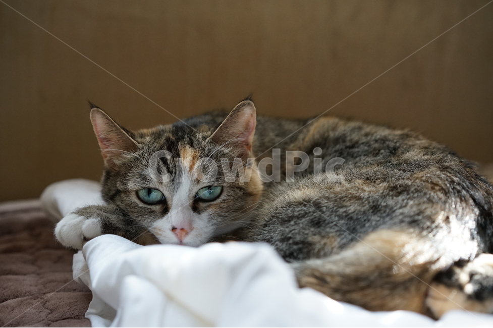 졸림,졸리다,고양이,잠자는고양이,집고양이,누운고양이,이불위,동물,animal,포유류,mammal,고양이,cat,kitten,kitty