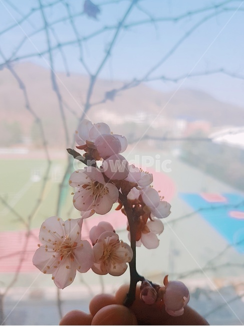 봄,벚꽃,꽃,봄꽃,봄기운,분위기,꽃봉우리,맑음,날씨맑음,감성