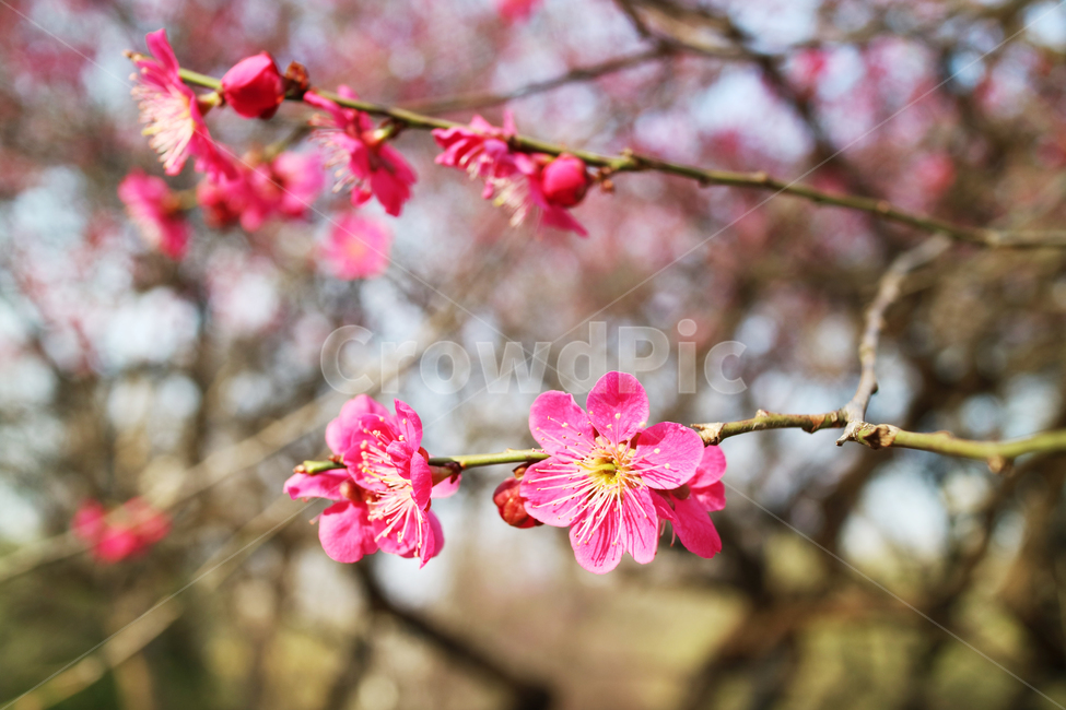 매화,홍매화,꽃,봄,식물,자연,꽃송이,꽃봉오리,나뭇가지,매화꽃,붉은꽃,빨간꽃,봄,계절,spring,season,식물,자연,plants,nature,꽃,flower,plant,cherry blossom,벚꽃,blossom
