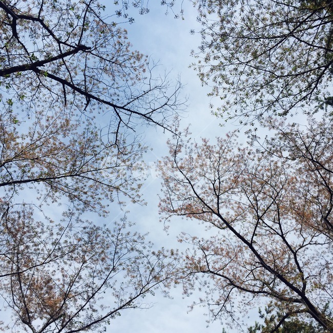 나무,하늘,편안,맑음,자연,tree,sky,nature