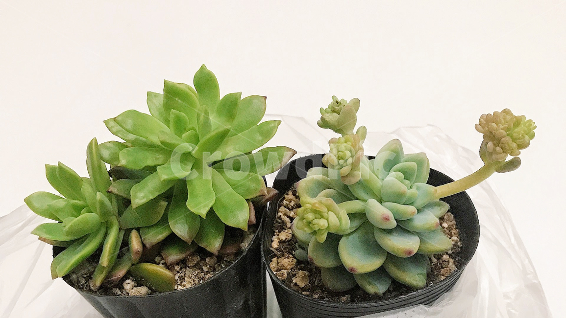 plant,식물,식물인테리어,화분,다육이,plantesucculente,다육식물,식목일,실내인테리어,가드닝,홈가드닝