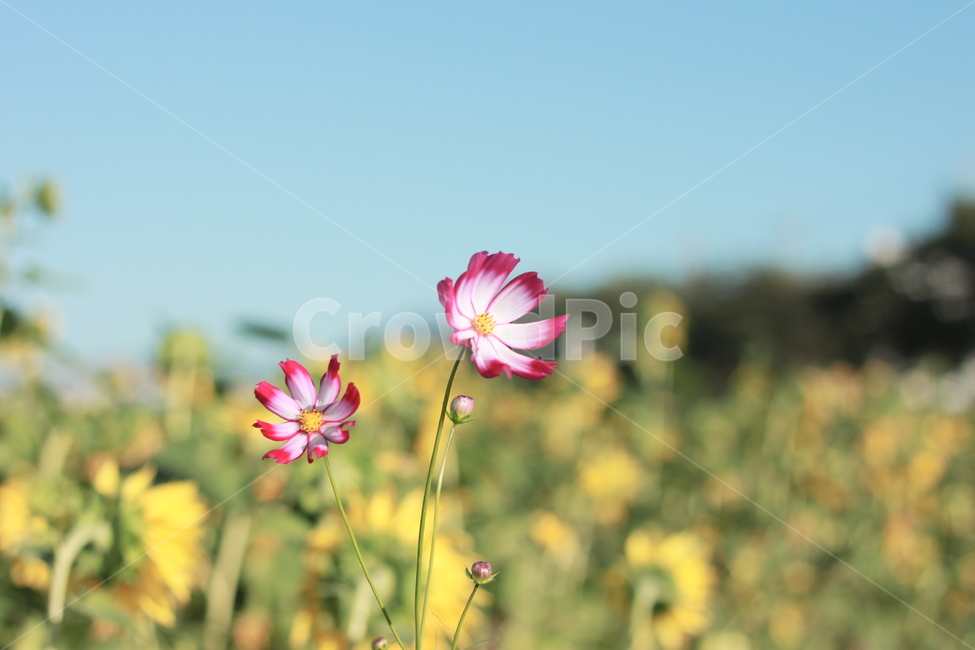Cosmos,flower,flower,wild flower,cosmos,pink flower,autumn flower,field,flower photo,clear sky,freshness,emotional photo,outdoor,out of focus,flower field,rural landscape,season,beauty,brilliance,healing,color,photo spot,romantic,fl