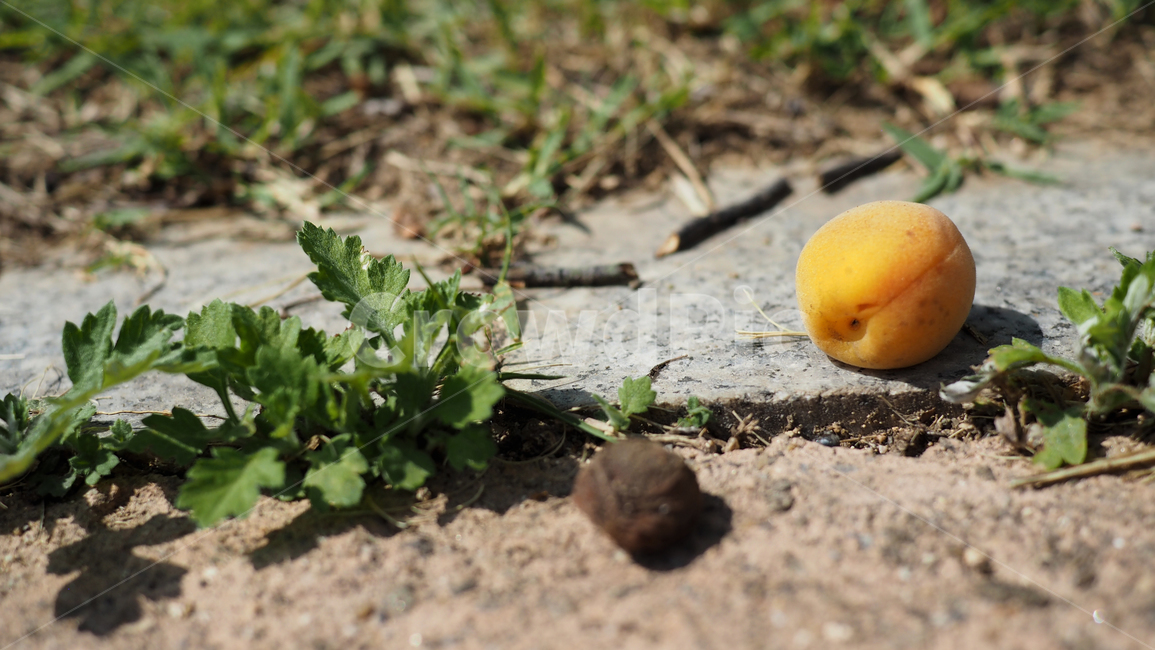 열매,살구,노란색,fruit,apricot