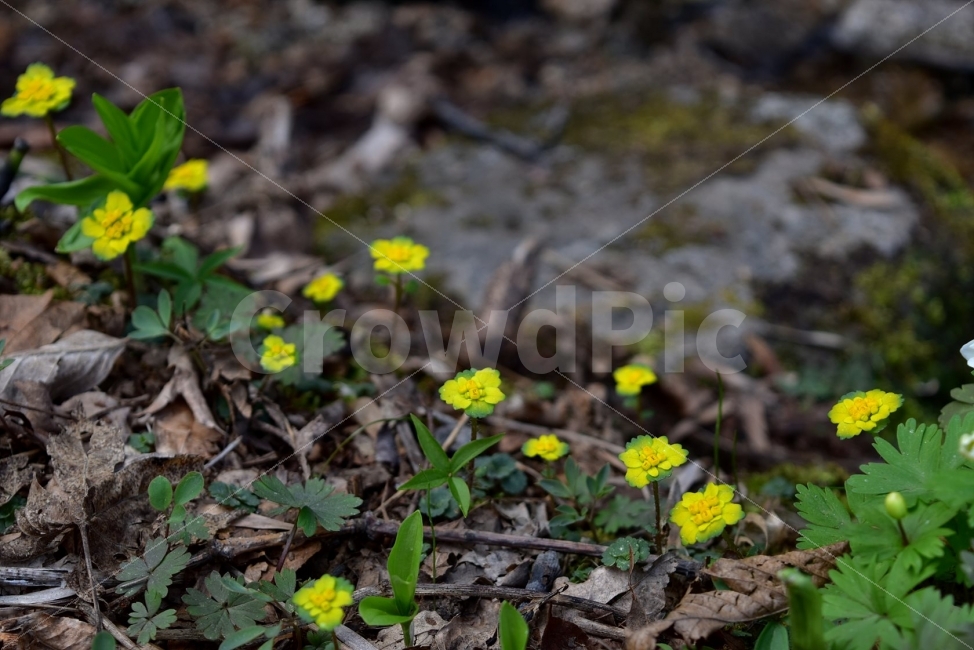 금괭이눈,봄,야생화,꽃,청태산,강원도,봄꽃,고산야생화,감성,wildflower,산꽃,봄야생화,계곡,이끼,꽃말,골짜기의황금,변하기쉬운마음,식물,자연,식생,생태,범의귀과,괭이눈속,식물,자연,plants,nature,꽃,flower