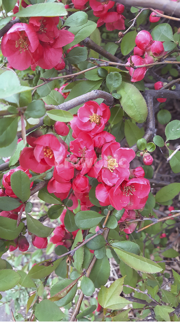 동백,빨강,빨간꽃,봄꽃,봄,계절,꽃나무,나무,식물,배경화면,자연,camellia,flowers,blossom,tree,flowertree,background,nature,plants,redflowers,spring,springflowers