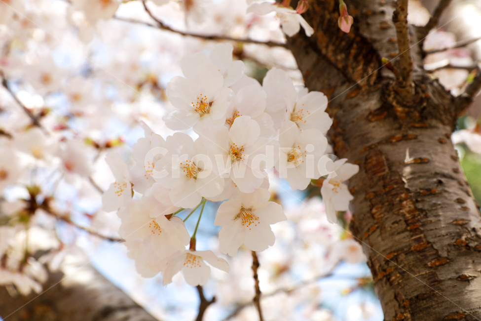 벚꽃,벚꽃나무,꽃송이,만개,자연,봄,계절,spring,season,식물,자연,plants,nature,꽃,flower,plant,blossom