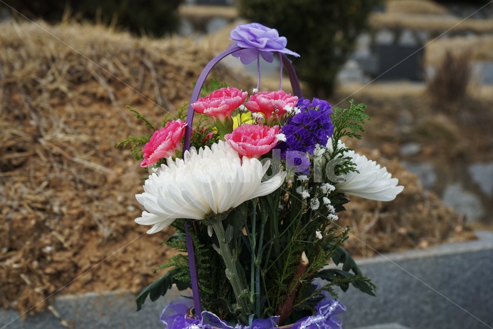 묘,성묘,국화,꽃,꽃다발,묘지,카네이션,추모,tomb,pray,respect,grave,flower,beautiful,plant,잔디,조화,식물,산소,순백,노랑,꽃,flower
