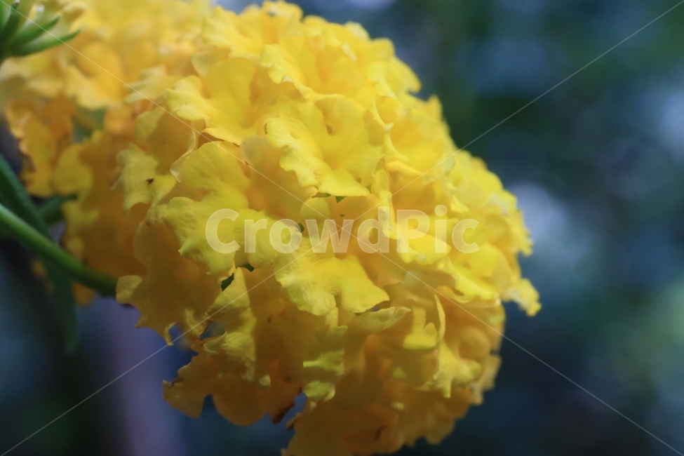 접사,꽃,열대,flower,꽃사진,식물,자연,plants,nature,꽃,flower