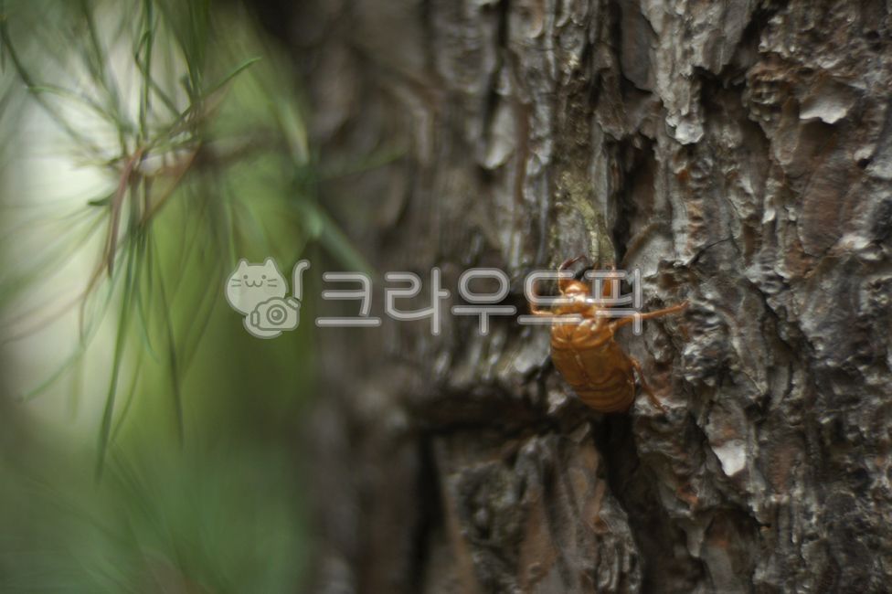 cicada,tree,Incomplete metamorphosis,wood material,ecdysis,cicada shell,insect,cicada skin,green tree,wood texture,invertebrates,husks,wooden pillar