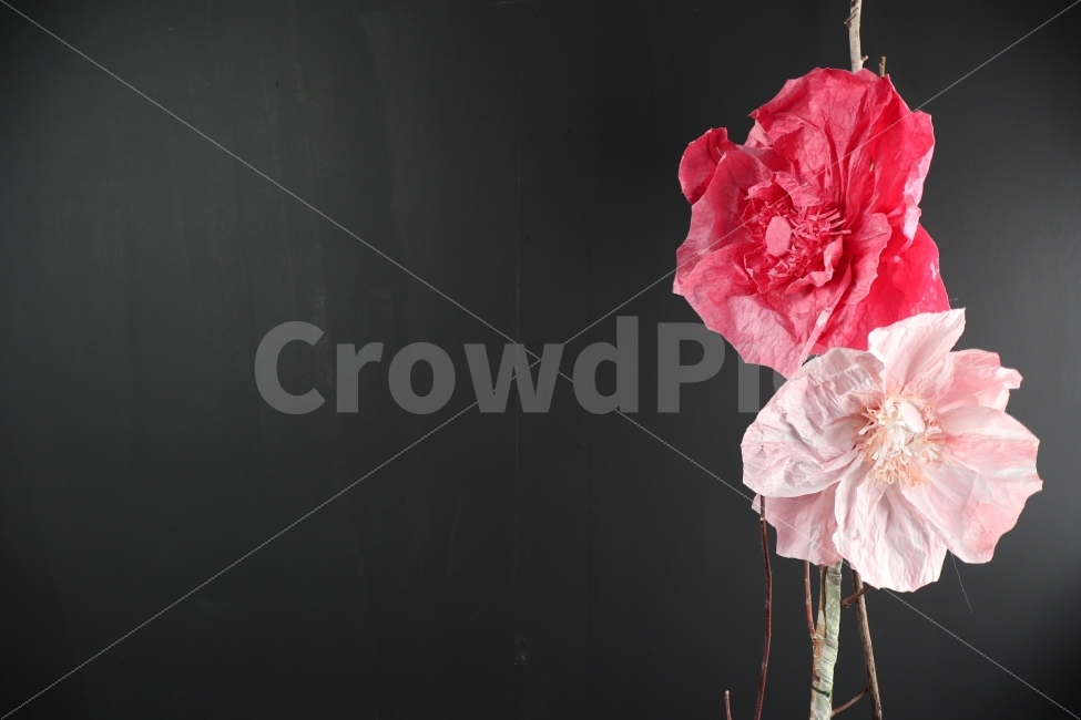 배경화면,배경,스튜디오,꽃배경,사진,식물,자연,plants,nature,꽃,flower