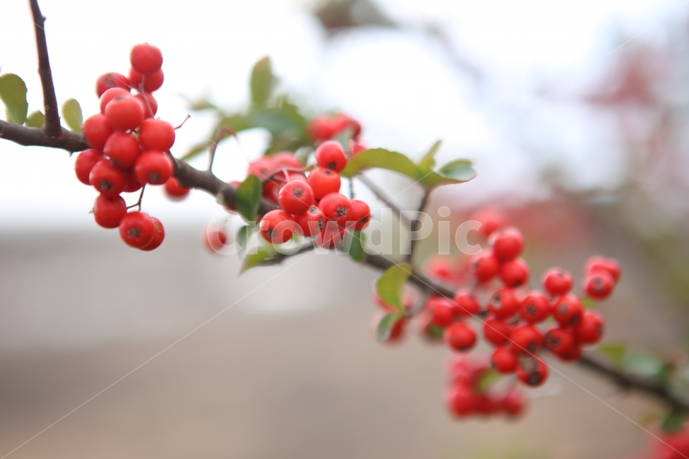 열매,붉은열매,자연,초록입,가시,식물,자연,plants,nature,과일,열매,fruit