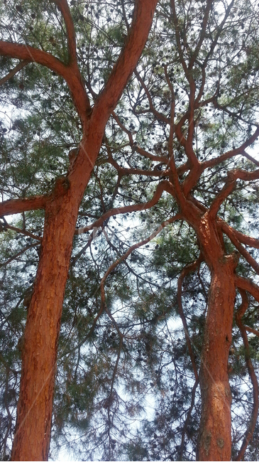 tree,나무,소나무,treetrunk,나무줄기,plant,식물,하늘,동양,상록수,그물망,net