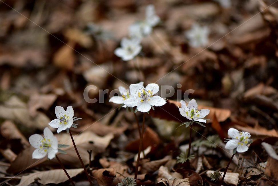 변산바람꽃,2018년,3월,야생화,꽃,생태,식물,자연,들꽃,산꽃,봄,감성,힐링,플라워,계절,시즌,wild,Flower,plants,nature,spring,season,배경,풀,초본,미나리아재비과,너도바람꽃속,flower,생태사진,봄꽃,자생지,경기도,식물,자연,plants,nature,꽃,flower