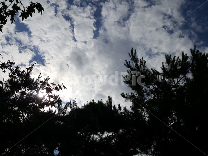 하늘,자연,구름,숲,산,나무