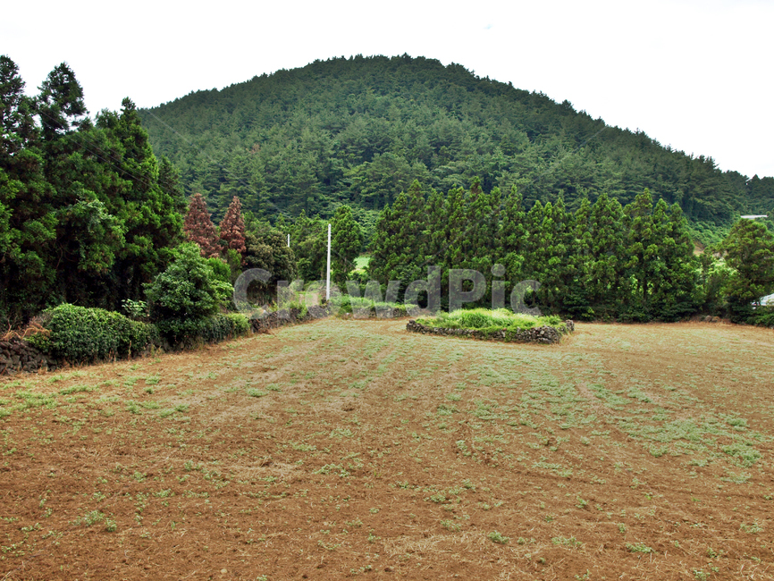 밭,저지마을,제주,올레14코스,올레길,오름,자연,풍경,nature,landscape,outdoors,옥외,tree,나무,plant,식물,fir,전나무