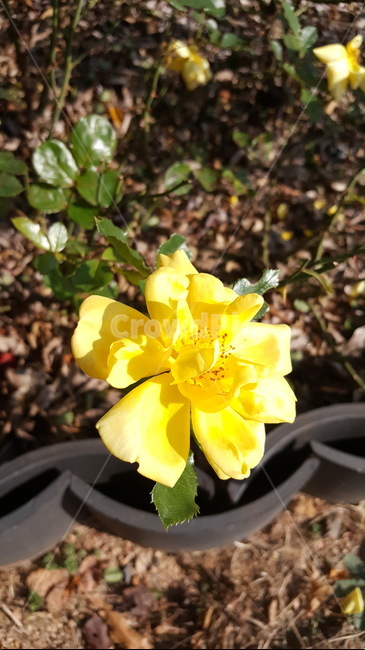꽃,식물,plant,노란꽃,yellow