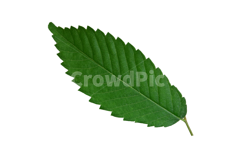 나뭇잎누끼,나뭇잎,잎누끼,잎,누끼,png,투명배경,초록,그린,leaf,하나,한잎,removebackground,withoutbackground,green,tranparent,transparentbackground,subject,object,누끼,remove background