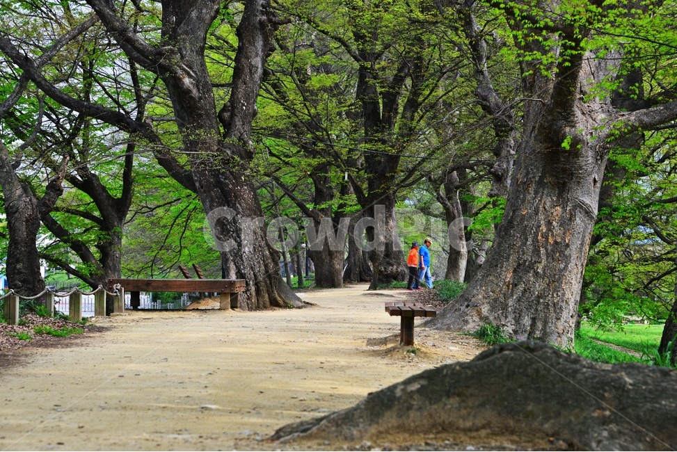 person,사람,human,인간,nature,자연,outdoors,옥외,plant,식물,treetrunk,나무줄기,tree,나무,bench,벤치,담양,관방천,관방제림,고목,봄,연두색,계절